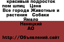 красивый подросток пом шпиц › Цена ­ 30 000 - Все города Животные и растения » Собаки   . Ямало-Ненецкий АО